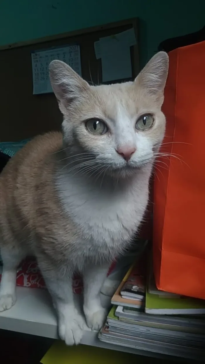 Gato ra a Srd idade 2 anos nome Thor