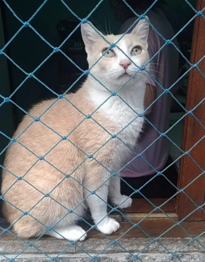 Gato ra a Srd idade 2 anos nome Thor