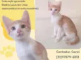 Cheddar