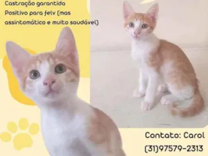 Gato raça Srd idade Abaixo de 2 meses nome Cheddar