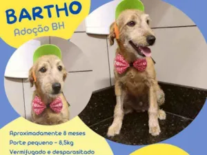 Cachorro raça Srd idade 7 a 11 meses nome Bartho