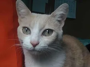 Gato raça Srd idade 2 anos nome Thor