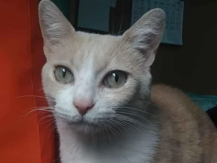 Gato ra a Srd idade 2 anos nome Thor