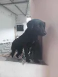 Cachorro raça SRD  idade 1 ano nome Pretinha