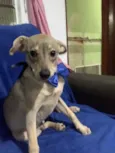 Cachorro raça SRD idade 7 a 11 meses nome Thor