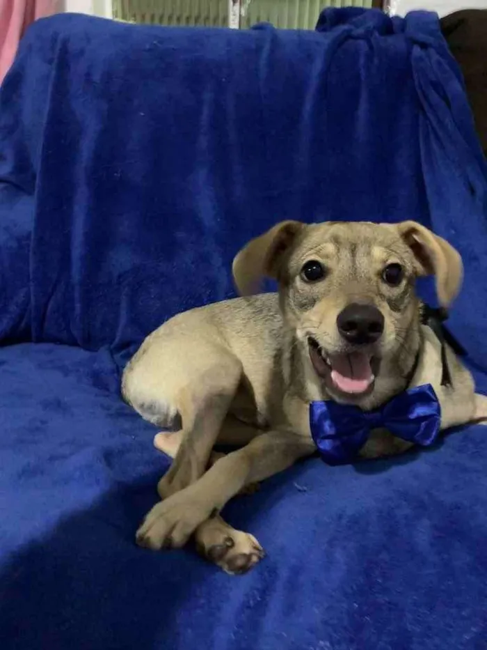 Cachorro raça SRD idade 7 a 11 meses nome Thor