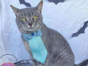 Gato raça SRD idade 1 ano nome BALOO