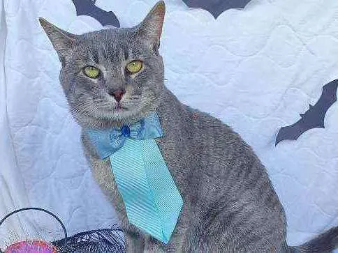 Gato ra a SRD idade 1 ano nome BALOO
