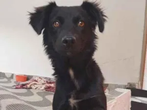 Cachorro raça SRD  idade 1 ano nome Pretinha