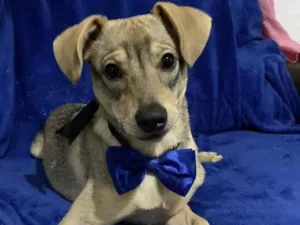 Cachorro raça SRD idade 7 a 11 meses nome Thor