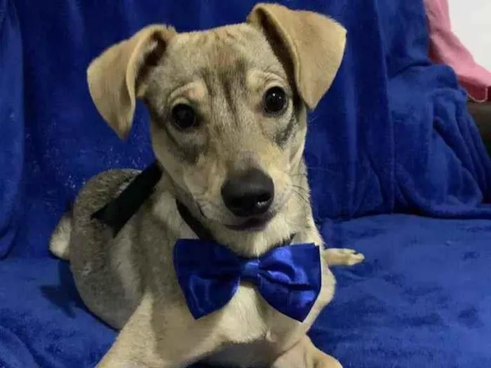 Cachorro raça SRD idade 7 a 11 meses nome Thor