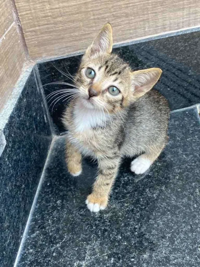 Gato ra a Sem raça definida  idade Abaixo de 2 meses nome Tigrado 