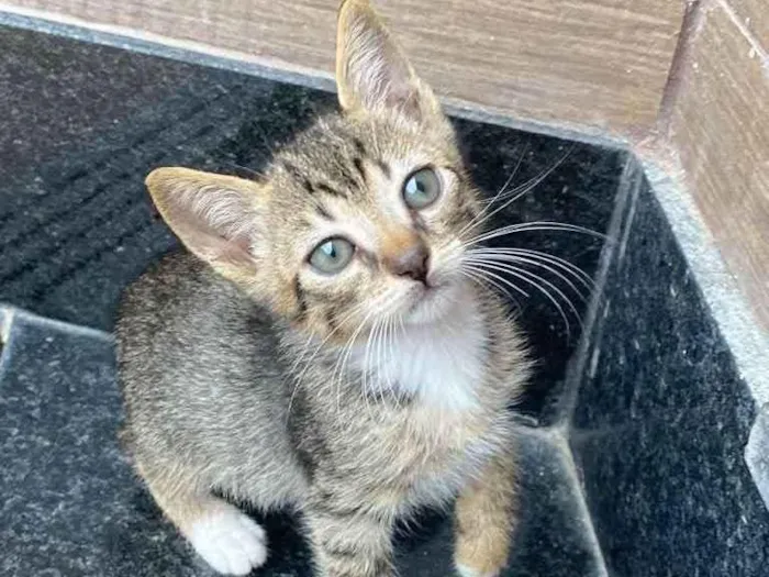 Gato ra a Sem raça definida  idade Abaixo de 2 meses nome Tigrado 