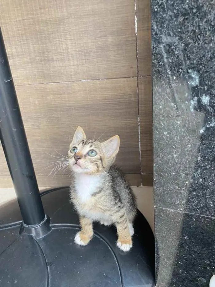 Gato ra a Sem raça definida  idade Abaixo de 2 meses nome Tigrado 