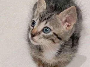 Gato raça Sem raça definida  idade Abaixo de 2 meses nome Tigrado 