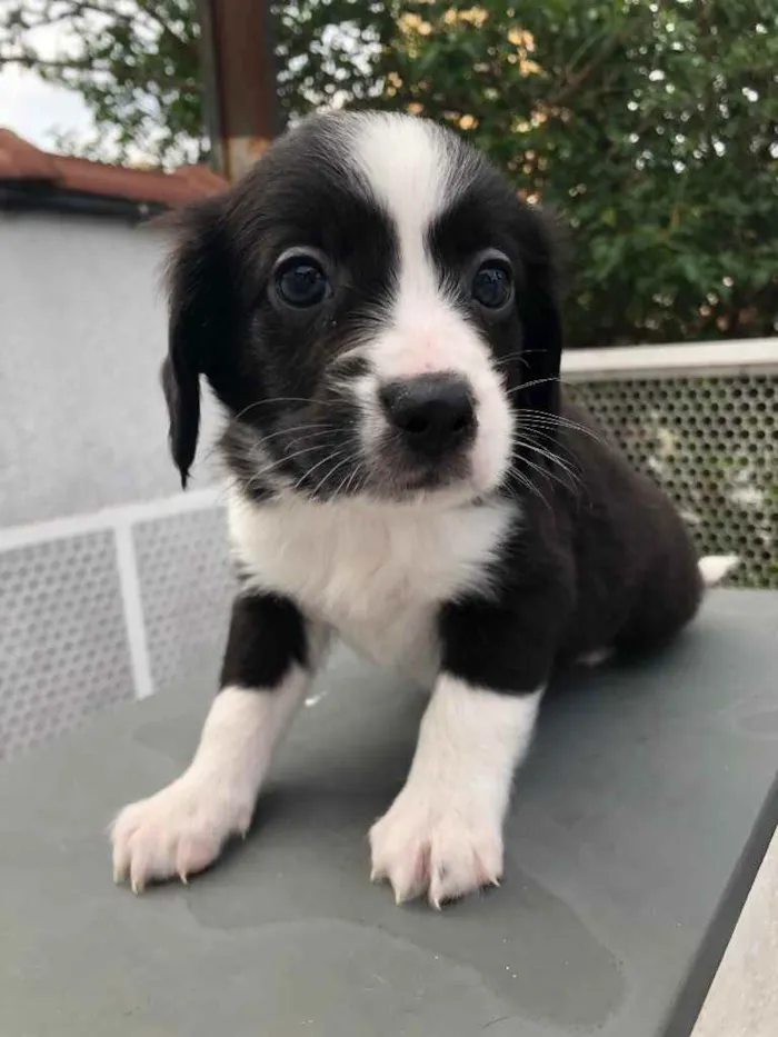 Cachorro raça SRD  idade Abaixo de 2 meses nome Sem nome