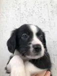 Cachorro raça SRD  idade Abaixo de 2 meses nome Sem nome
