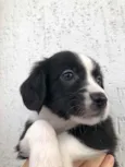 Cachorro raça SRD  idade Abaixo de 2 meses nome Sem nome