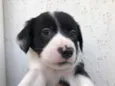 Cachorro raça SRD idade Abaixo de 2 meses nome Sem Nome