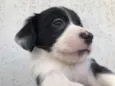 Cachorro raça SRD idade Abaixo de 2 meses nome Sem Nome