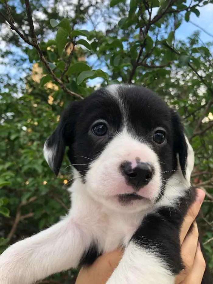 Cachorro raça SRD idade Abaixo de 2 meses nome Sem Nome