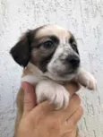 Cachorro raça SRD  idade Abaixo de 2 meses nome Sem nome