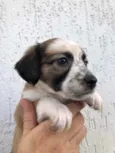 Cachorro raça SRD  idade Abaixo de 2 meses nome Sem nome