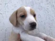 Cachorro raça SRD idade Abaixo de 2 meses nome Sem Nome