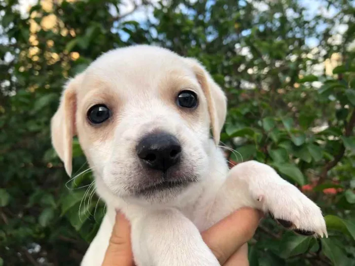 Cachorro raça SRD  idade Abaixo de 2 meses nome Sem nome