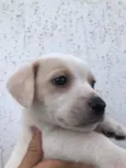 Cachorro raça SRD  idade Abaixo de 2 meses nome Sem nome