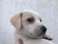 Cachorro raça SRD  idade Abaixo de 2 meses nome Sem nome