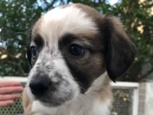Cachorro raça SRD  idade Abaixo de 2 meses nome Sem nome