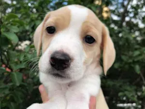 Cachorro raça SRD idade Abaixo de 2 meses nome Sem Nome