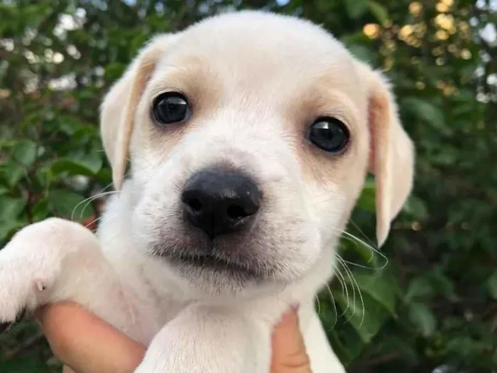 Cachorro raça SRD  idade Abaixo de 2 meses nome Sem nome