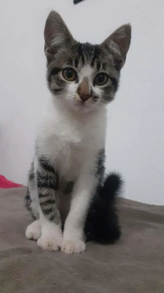 Gato ra a SRD-ViraLata idade 2 a 6 meses nome Donatello