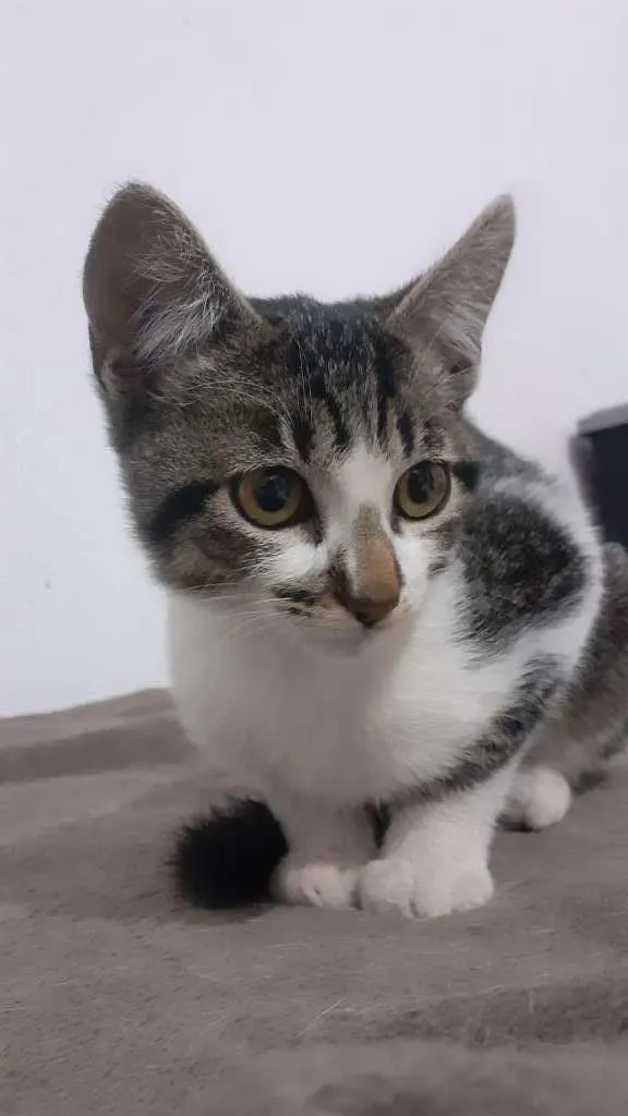 Gato ra a SRD-ViraLata idade 2 a 6 meses nome Donatello