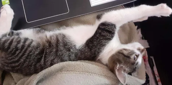 Gato ra a SRD-ViraLata idade 2 a 6 meses nome Donatello