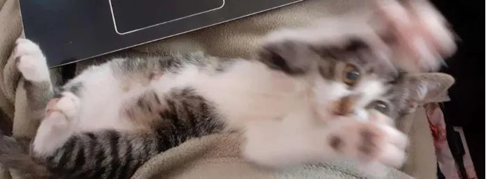 Gato ra a SRD-ViraLata idade 2 a 6 meses nome Donatello