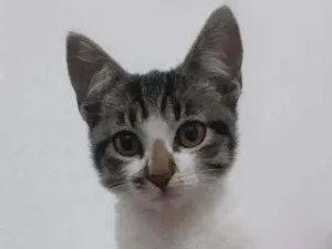 Gato raça SRD-ViraLata idade 2 a 6 meses nome Donatello
