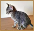 Gato raça SRD-ViraLata idade 2 a 6 meses nome BELA TIGRADA