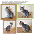 Gato raça SRD-ViraLata idade 2 a 6 meses nome BELA TIGRADA