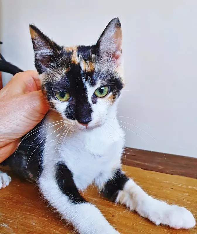Gato raça SRD-ViraLata idade 2 a 6 meses nome TÁBATA TRICOLOR