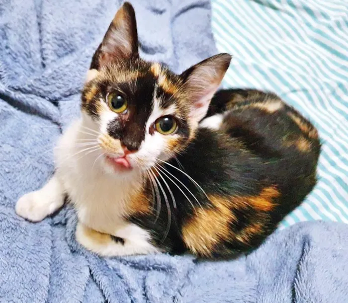 Gato raça SRD-ViraLata idade 2 a 6 meses nome TÁBATA TRICOLOR