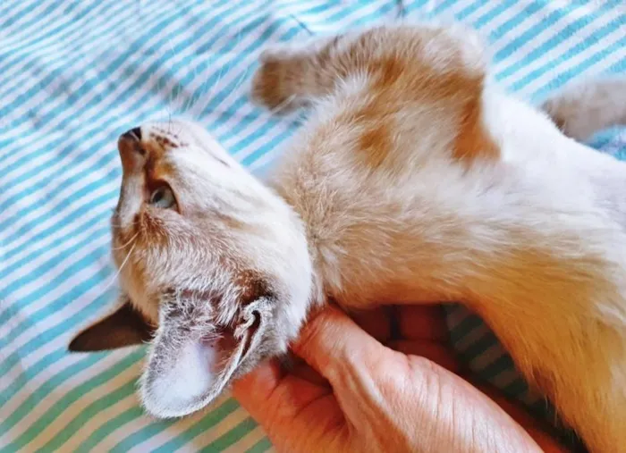 Gato raça SRD-ViraLata idade 2 a 6 meses nome ANA MIX