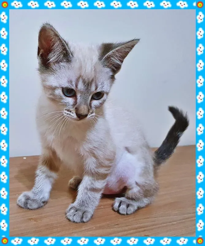 Gato raça SRD-ViraLata idade 2 a 6 meses nome ANA MIX