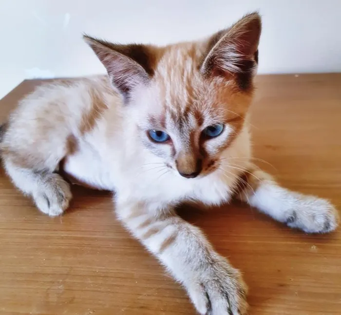 Gato raça SRD-ViraLata idade 2 a 6 meses nome ANA MIX