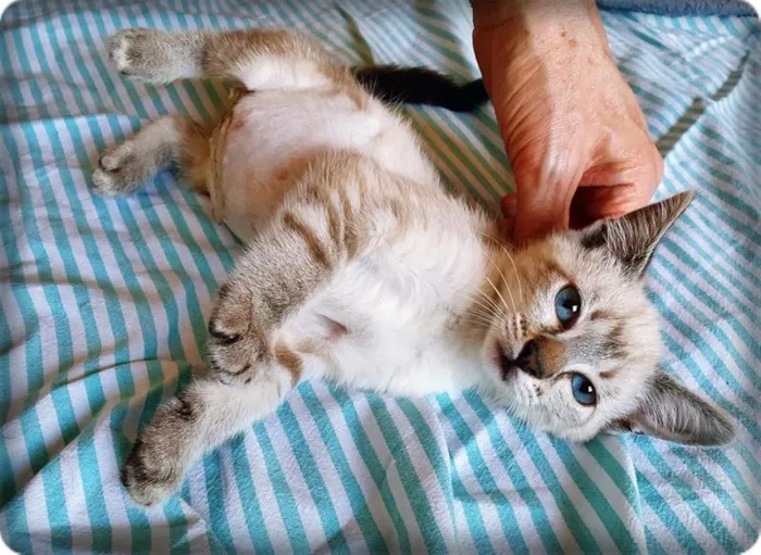 Gato raça SRD-ViraLata idade 2 a 6 meses nome ANA MIX