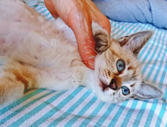 Gato raça SRD-ViraLata idade 2 a 6 meses nome ANA MIX