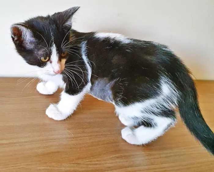 Gato raça SRD-ViraLata idade 2 a 6 meses nome FILIPA FRAJOLA