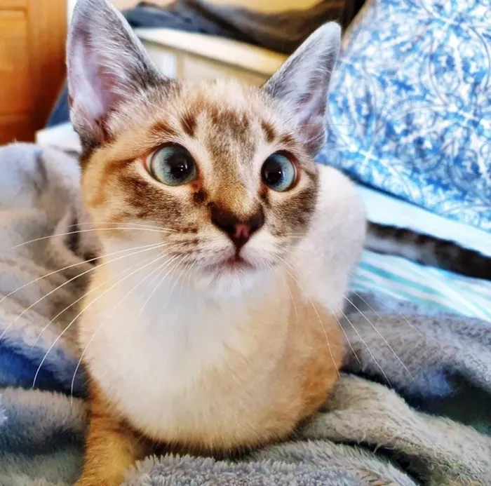 Gato raça SRD-ViraLata idade 2 a 6 meses nome TONINHO MIX